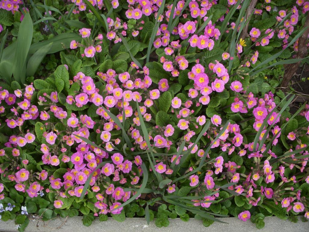 Garden 39 Vendégház Szeged Habitación foto